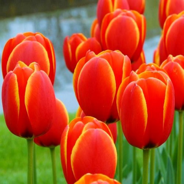Tulip Bulbs (Fostery King, 3 Bulbs)